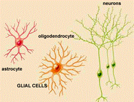 Hirnzellen