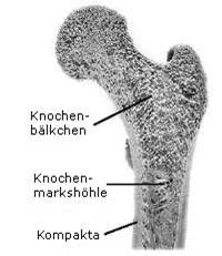 Knochenaufbau